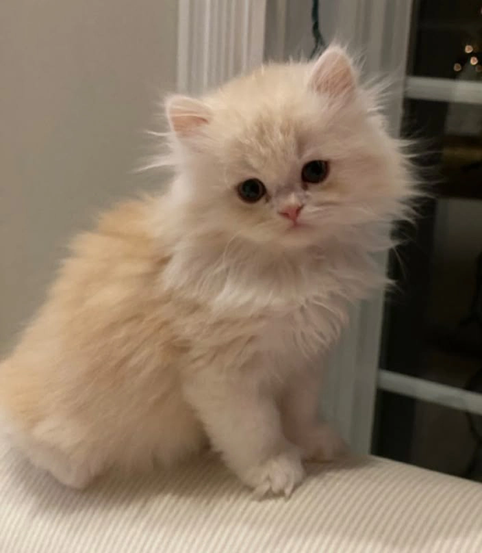 گربه ملوس