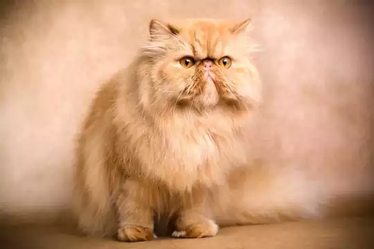 گربه نژاددار خانگی