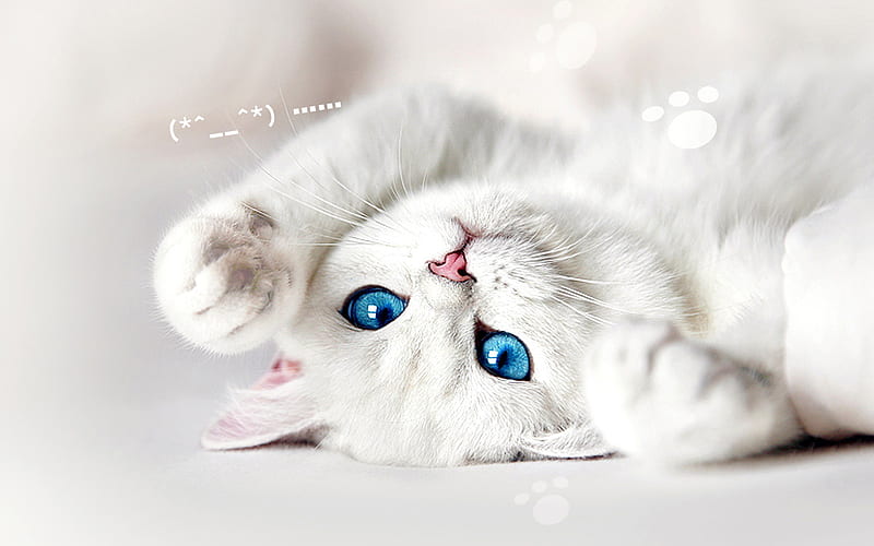 گربه کیوت چشم آبی