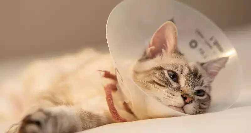 گردنبند الیزابت گربه