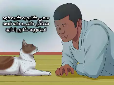گفتگو با گربه