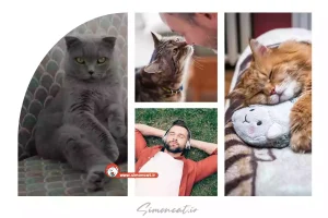 ۷ تکنیک آرام‌سازی گربه در زمان بحران و جنگ