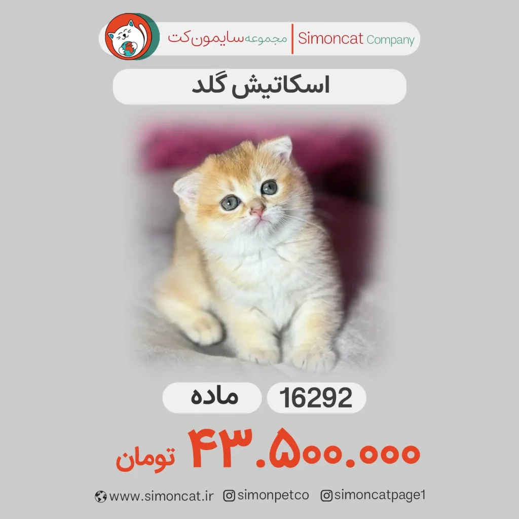 اسکاتیش گلد کد 16292