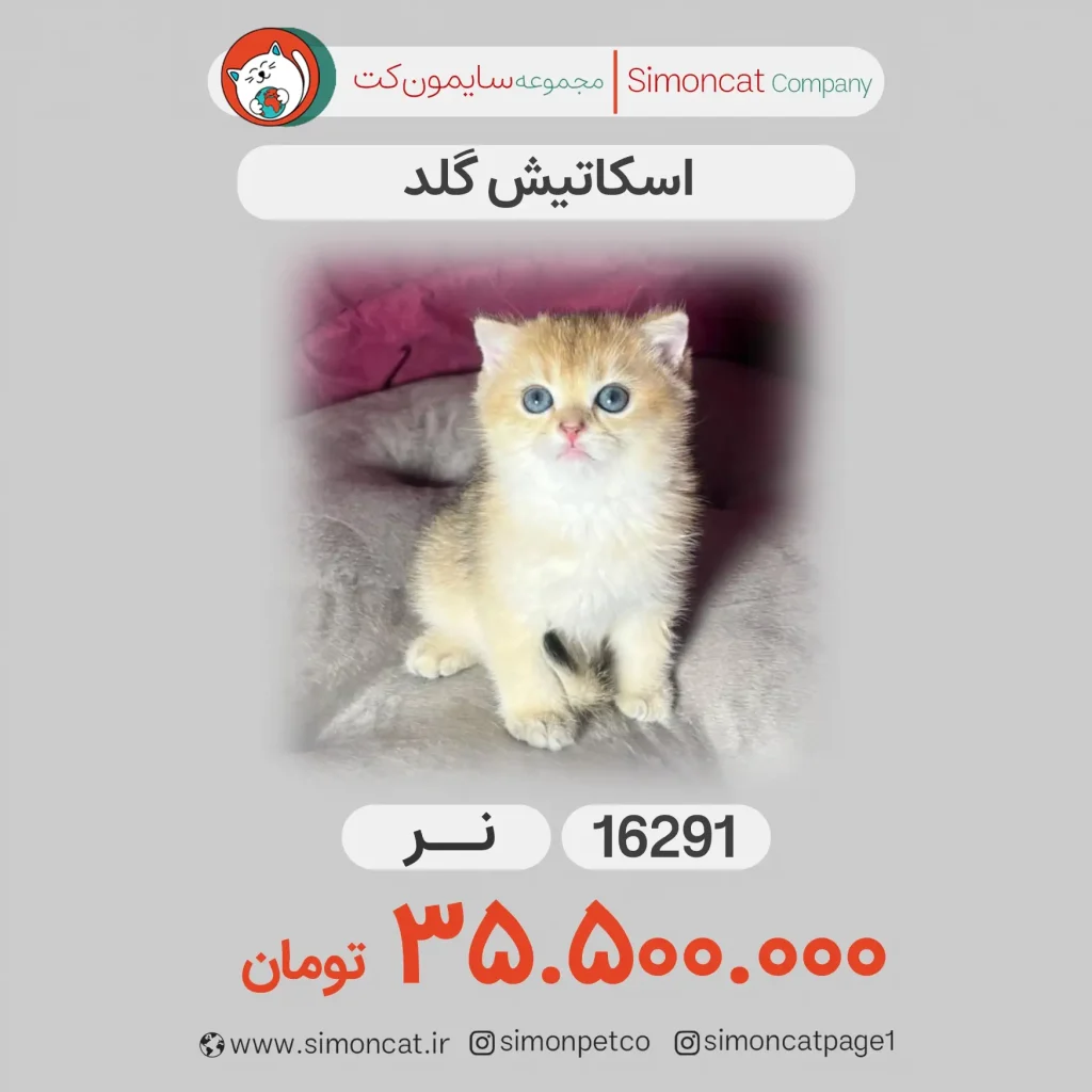 اسکاتیش گلد