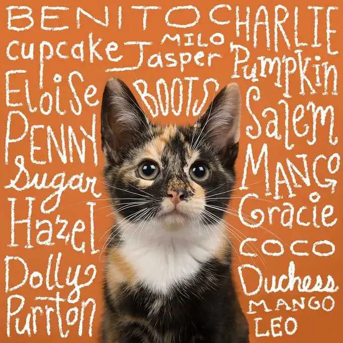 انتخاب اسم گربه