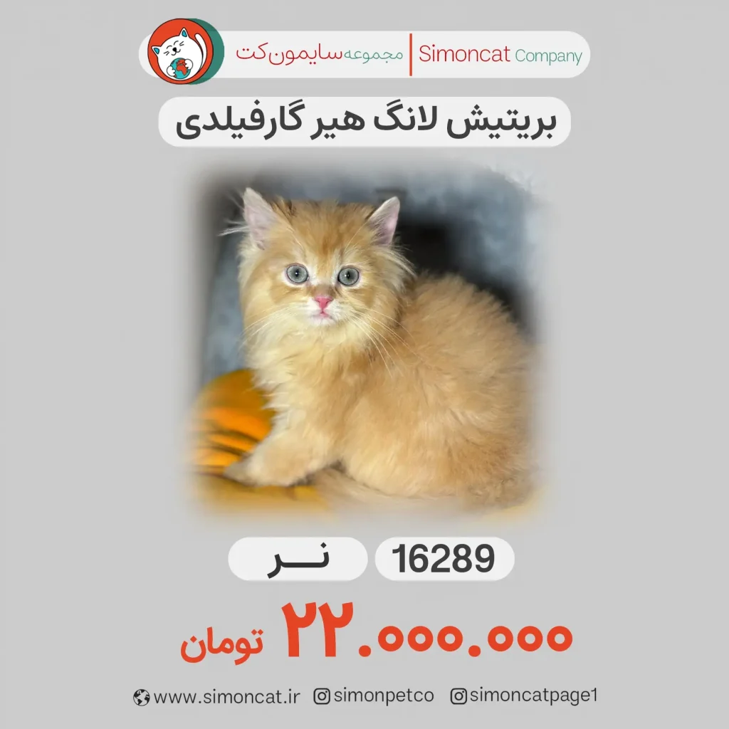 بریتیش لانگ هیر گار فیلدی