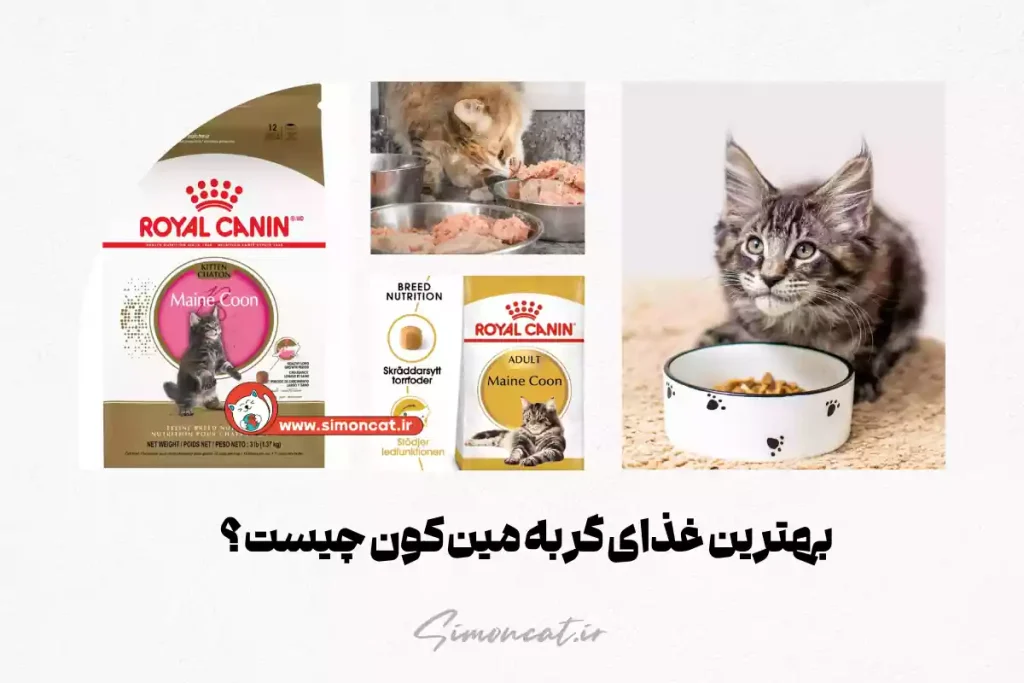 بهترین غذای گربه مین کون چیست؟