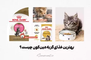 بهترین غذای گربه مین کون چیست؟