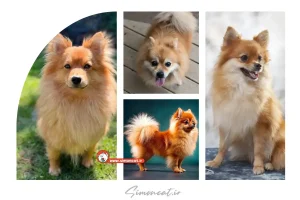 سگ پامرانین روباهی