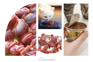 طرز تهیه سنگدان مرغ برای گربه