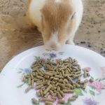 عکس غذای خرگوش پلت تاپ فید