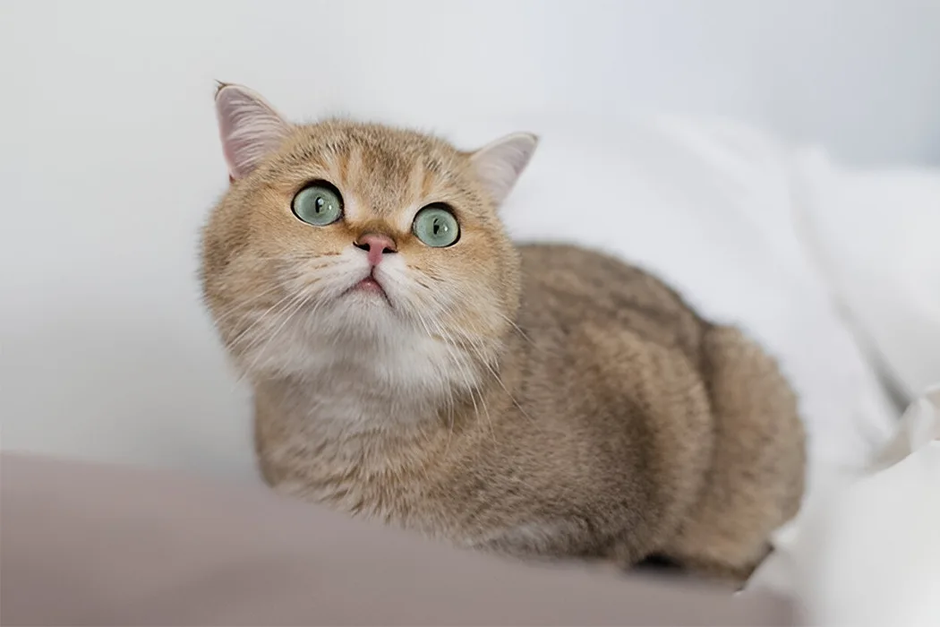 عکس گربه اسکاتلندی