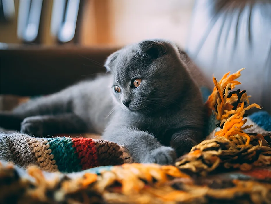 عکس گربه اسکاتیش فولد