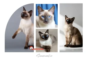 عکس گربه سیامی