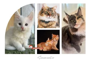 قیمت بچه گربه مین کوون