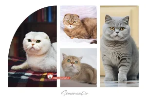 قیمت گربه اسکاتیش 1404