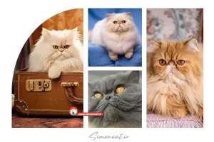 قیمت گربه پرشین 1404