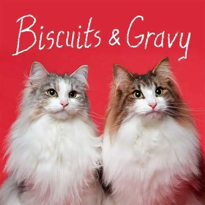 نامگذاری گربه های جذاب