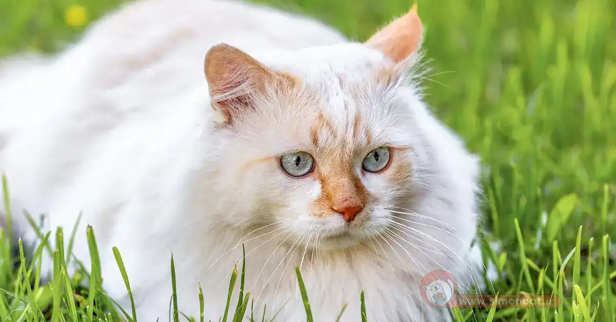 نژاد آنگورای ترکی