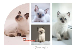 کاور بچه گربه سیامی