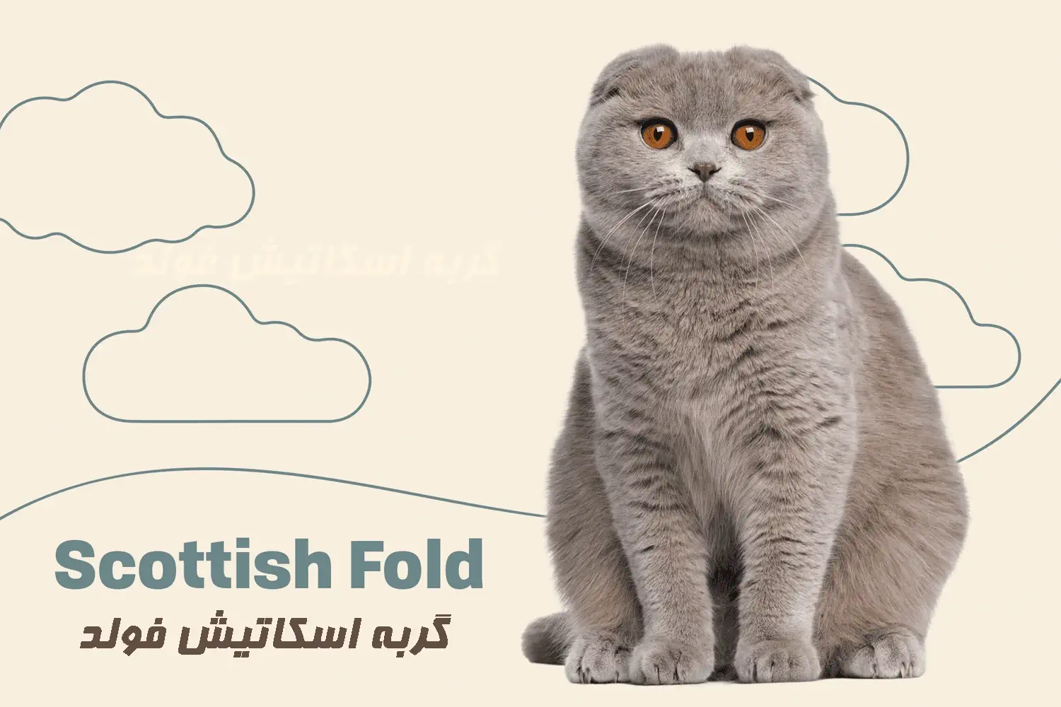 گربه اسکاتیش فولد