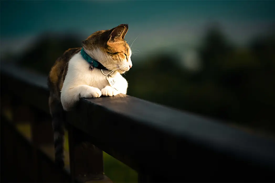 گربه برای عکس پروفایل