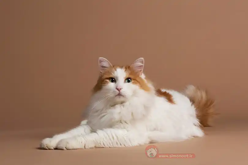 گربه ترکیش وان چشم رنگی