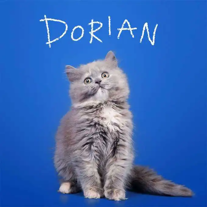 گربه های طوسی