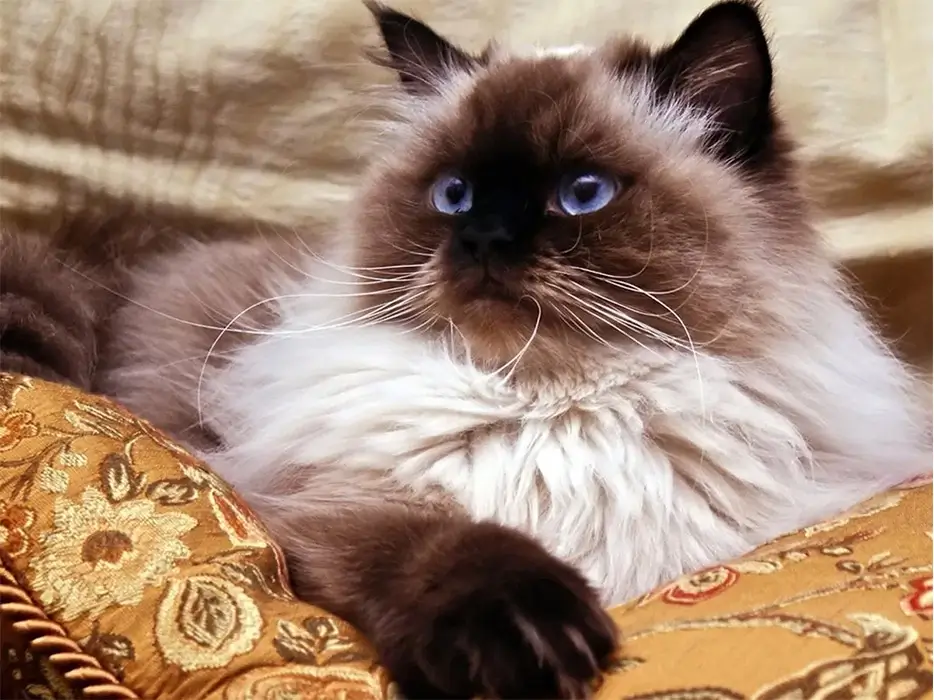 گربه هیمالیایی