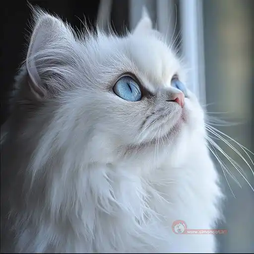 گربه پرشین زیبا