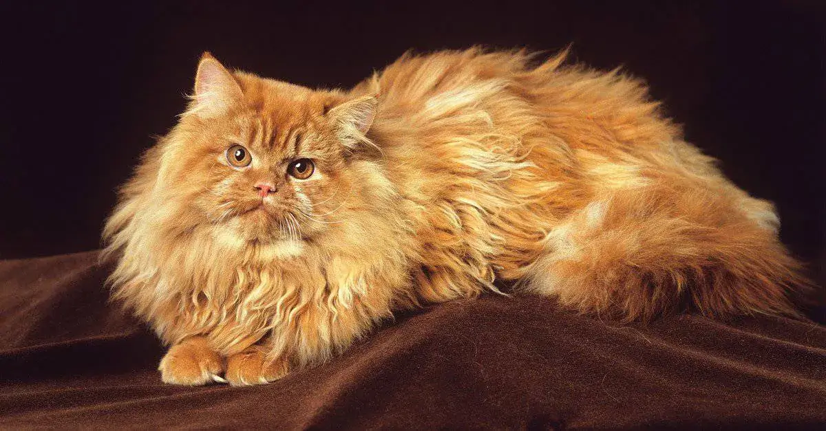 گربه پرشین نارنجی