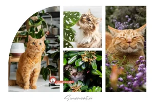 گیاهان بی ضرر برای گربه ها
