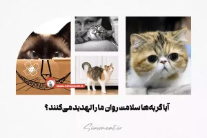 آیا گربه‌ها سلامت روان ما را تهدید می‌کنند؟