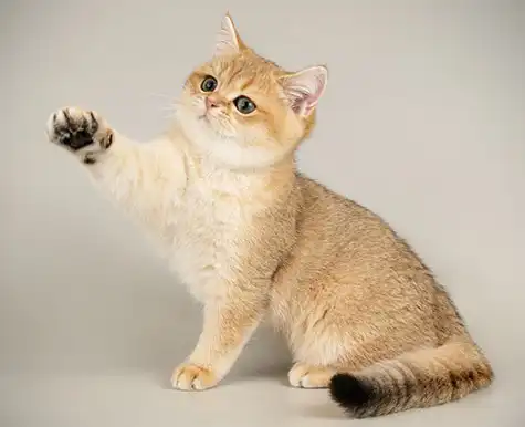 اسکاتیش آنفولد گلد