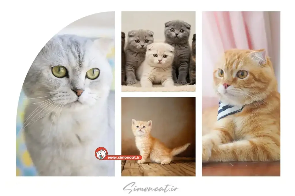 انواع گربه اسکاتیش