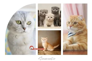 انواع گربه اسکاتیش