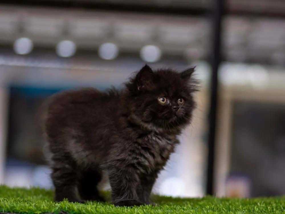 بچه گربه پرشین