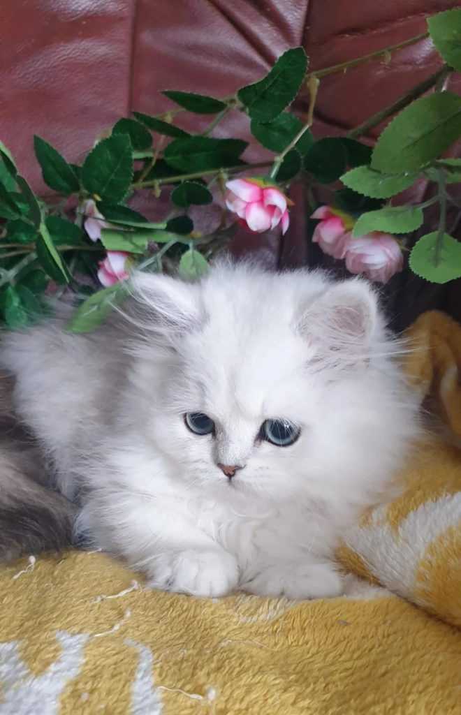 بچه گربه چین چیلا