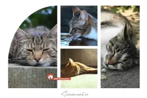 بیماری های رایج گربه‌ ها در فصل گرما