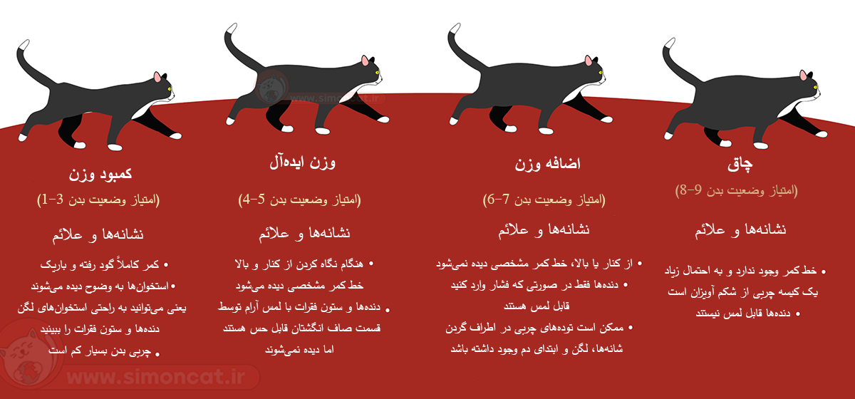تشخیص چاقی گربه