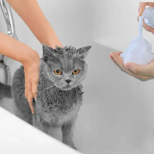 تمیز کردن گربه با شامپو خشک