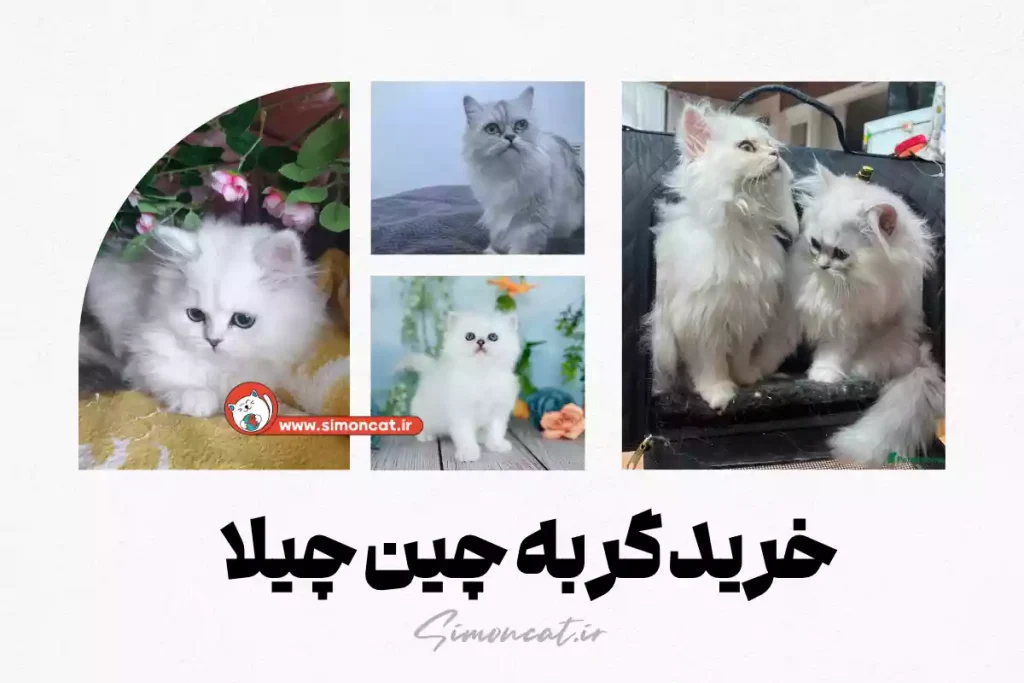 خرید گربه چین چیلا
