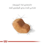 دانه‌های غذای شیتزو