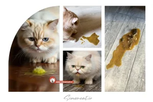 دلیل استفراغ گربه پرشین