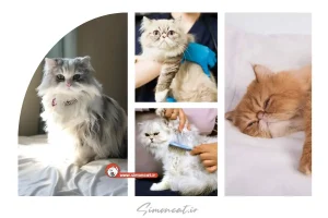 راهنمای نگهداری گربه پرشین