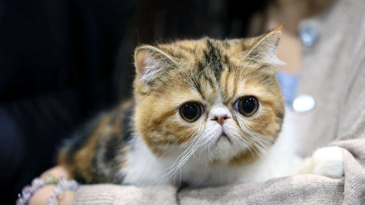 سلامت روان و گربه ها