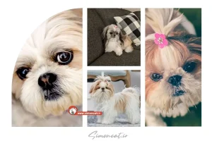 سگ شیتزو عروسکی