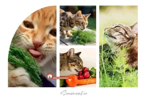 شوید برای گربه