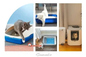 ظرف خاک گربه را کجا بگذاریم؟