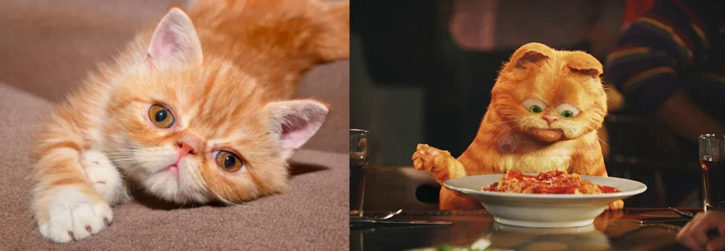 عکس گربه پرشین گارفیلدی